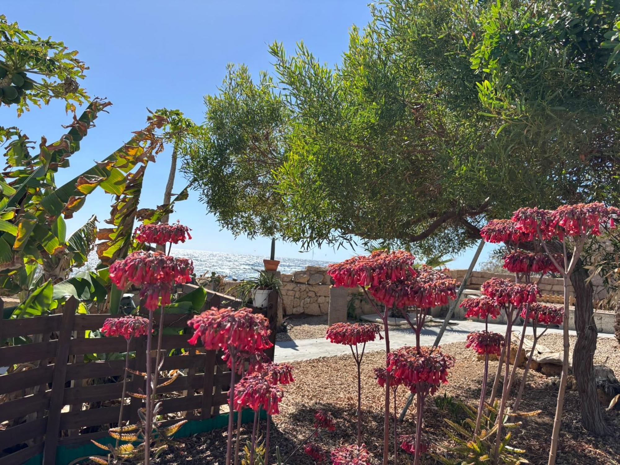 Little Paradise In El Medano Granadilla De Abona Eksteriør billede